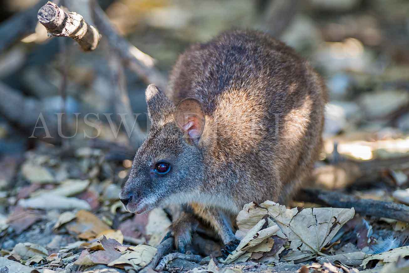 Australian Nature Photography | Australian wildlife